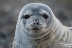 Foka Weddella | Weddell Seal