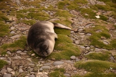 Młody słoń morski | Elephant seal