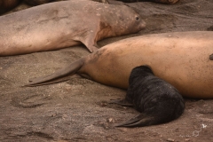 Słonie morskie | Elephant seal