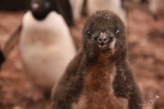 Pingwin Adeli - przepierzające się pisklę | Adélie penguin