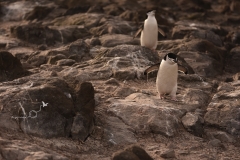Pingwiny maskowe | Chinstrap penguin