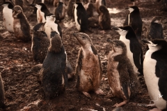 Pingwiny maskowe zmieniające pióra | Chinstrap penguin