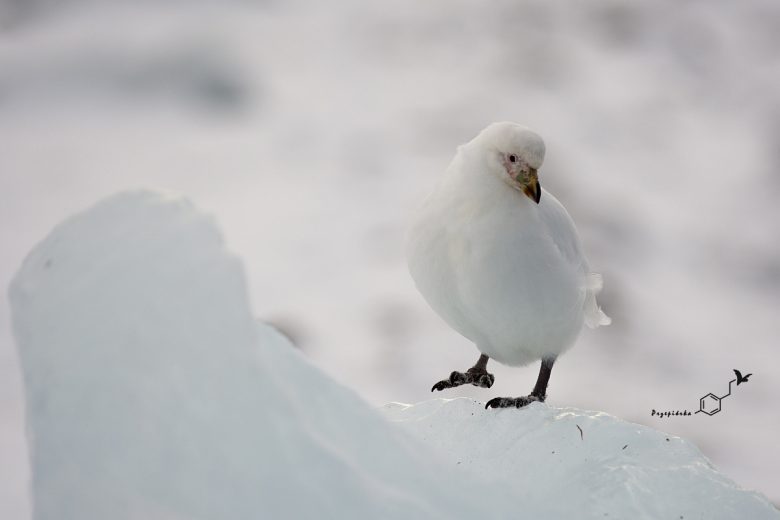 Pochwodziób żółtodzioby (Chionis albus), fot. Ewa Przepiórka