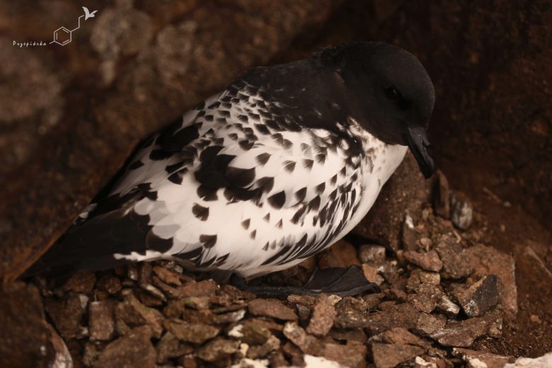 Warcabnik (Daption capense), fot. Ewa Przepiórka