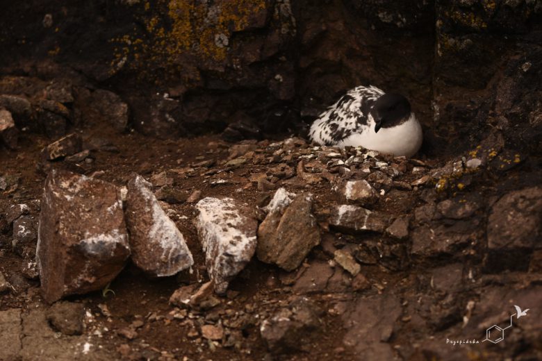 Warcabnik (Daption capense), fot. Ewa Przepiórka