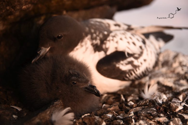 Warcabnik (Daption capense), fot. Ewa Przepiórka