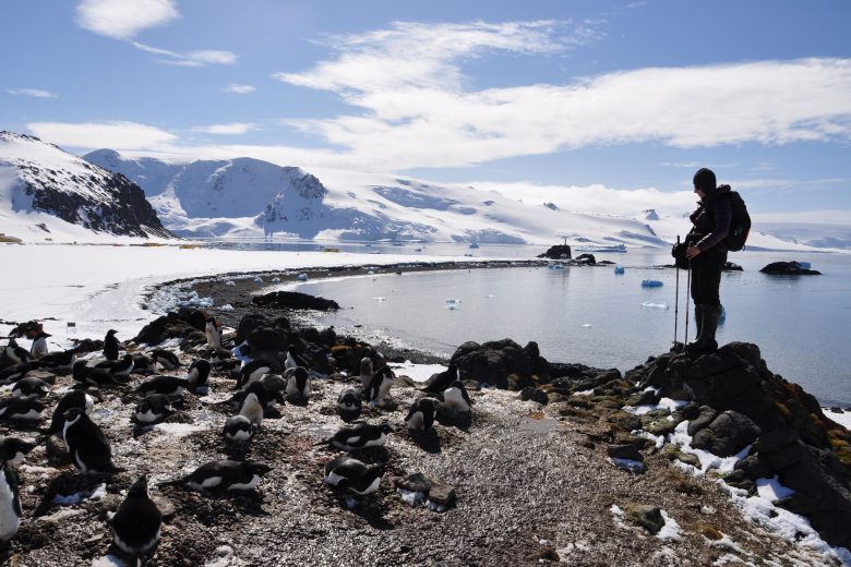 Obserwacja pingwinów Adeli, fot. Marta Damaszke