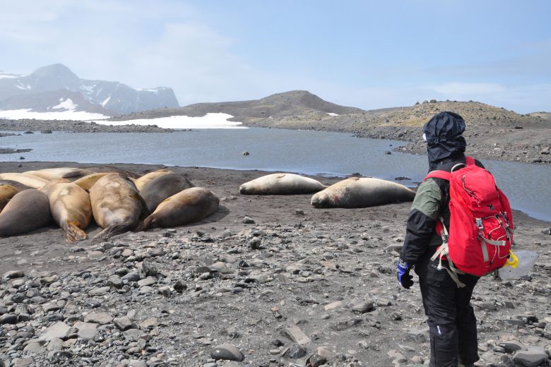Monitoring ssaków płetwonogich, fot. Marta Damaszke