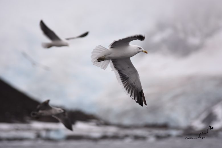 Mewa południowa (Larus dominicanus), fot. Ewa Przepiórka
