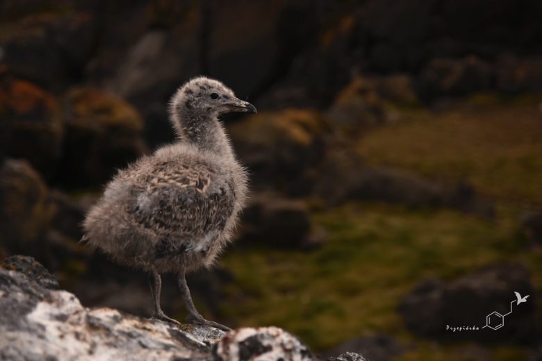 Mewa południowa (Larus dominicanus), fot. Ewa Przepiórka