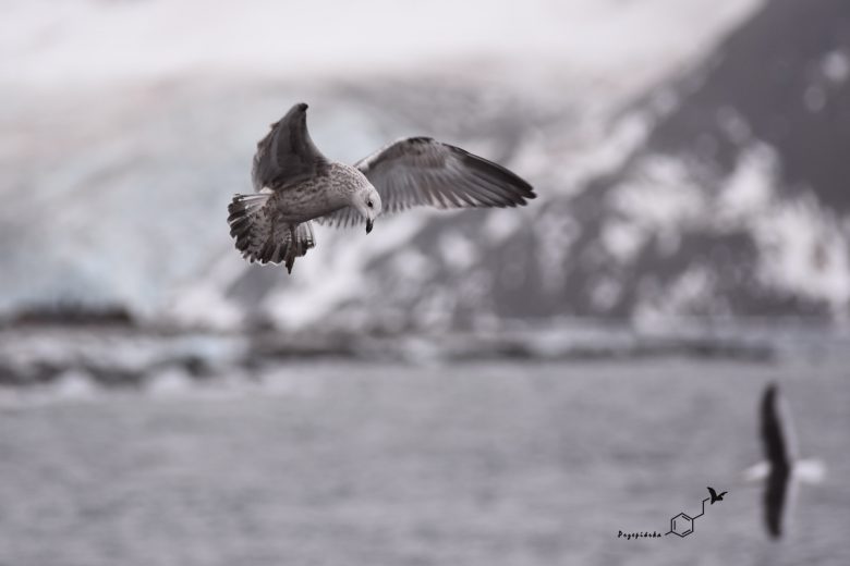 Mewa południowa (Larus dominicanus), fot. Ewa Przepiórka