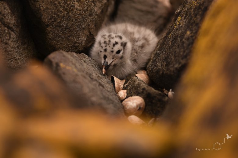 Mewa południowa (Larus dominicanus), fot. Ewa Przepiórka