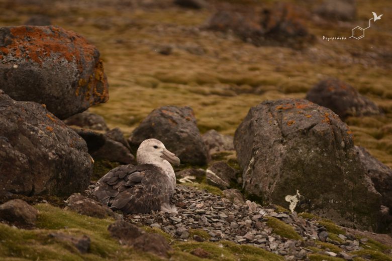 Petrelec olbrzymi (Macronectes giganteus), fot. Ewa Przepiórka