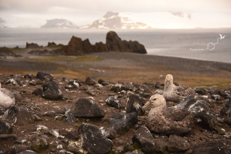 Petrelec olbrzymi (Macronectes giganteus), fot. Ewa Przepiórka