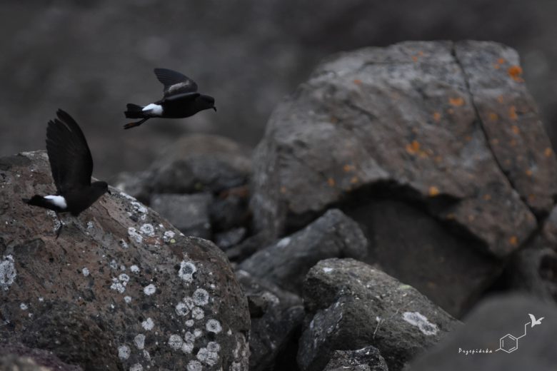 Oceannik żółtopłetwy (Oceanites oceanicus), fot. Ewa Przepiórka