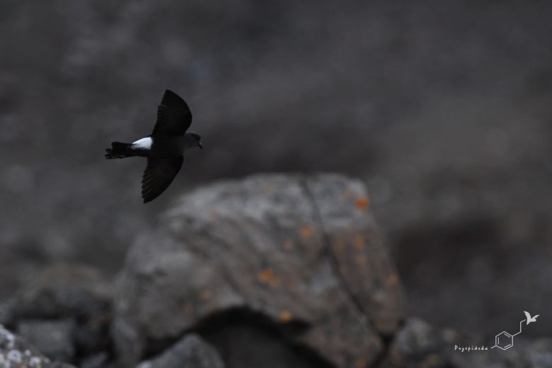 Oceannik żółtopłetwy (Oceanites oceanicus), fot. Ewa Przepiórka