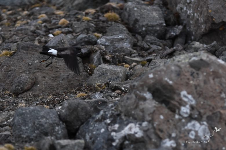 Oceannik żółtopłetwy (Oceanites oceanicus), fot. Ewa Przepiórka