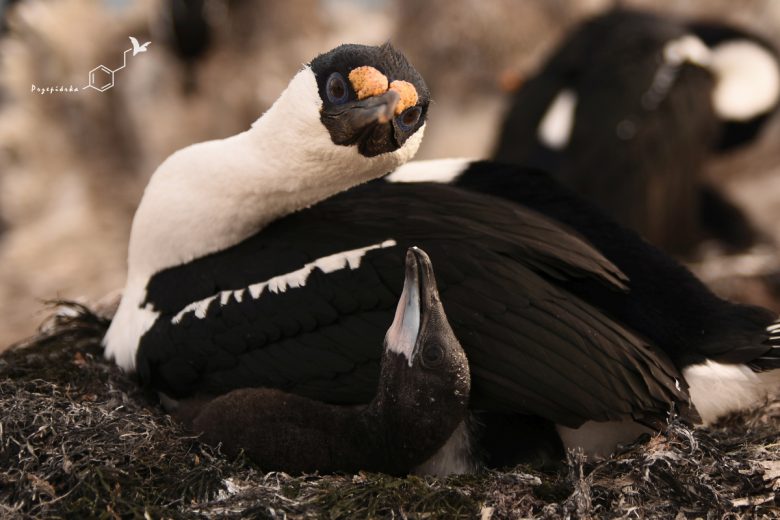 Kormoran antarktyczny (Phalacrocorax atriceps bransfieldensi), fot. Ewa Przepiórka