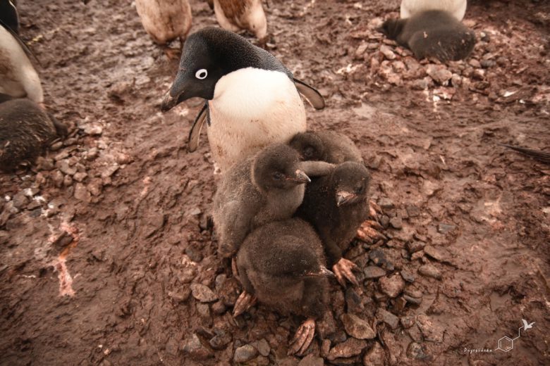 Pingwin Adeli (Pygoscelis adeliae) - żłobek, fot. Ewa Przepiórka