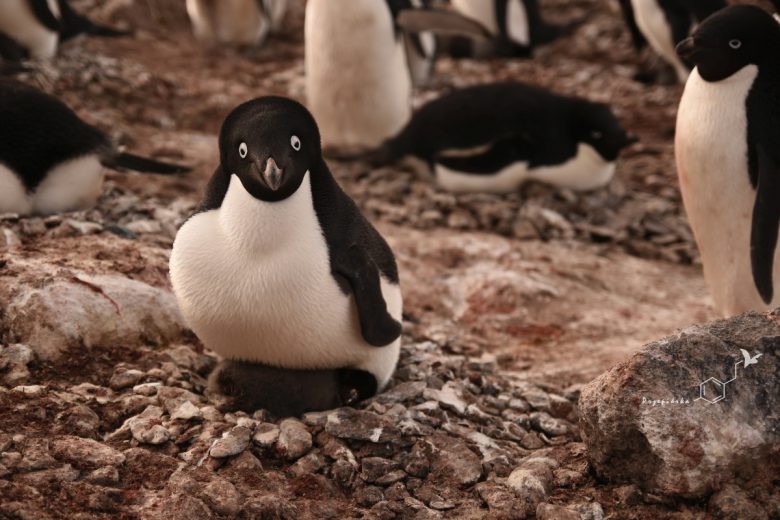 Pingwiny Adeli (Pygoscelis adeliae), fot. Ewa Przepiórka