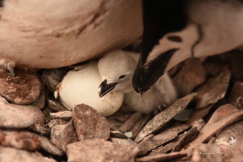 Pisklęta pingwina maskowego (Pygoscelis antarcticus), fot. Ewa Przepiórka