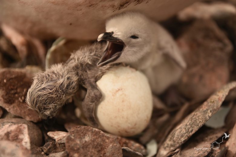 Pisklęta pingwina maskowego (Pygoscelis antarcticus), fot. Ewa Przepiórka