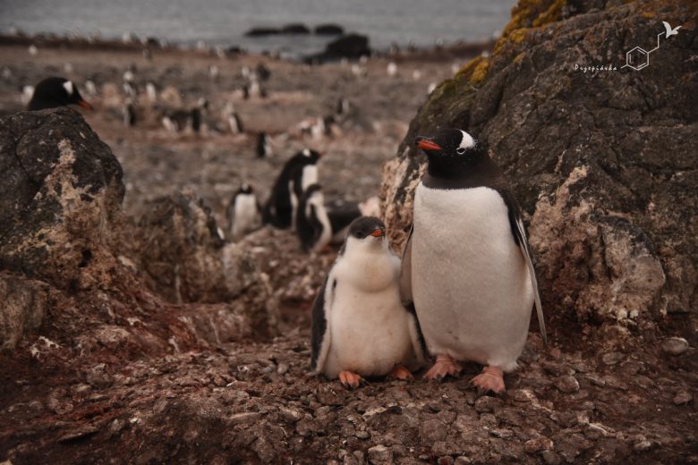 Pingwiny białobrewe (Pygoscelis papua), fot. Ewa Przepiórka