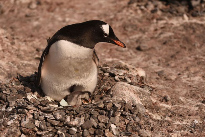 Pingwiny białobrewe (Pygoscelis papua), fot. Ewa Przepiórka