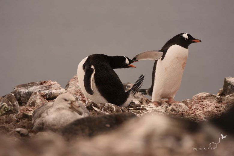 Pingwiny białobrewe (Pygoscelis papua), fot. Ewa Przepiórka