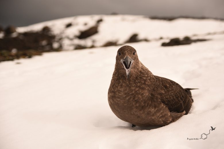 Wydrzyk antarktyczny (Stercorarius Makormickii), fot. Ewa Przepiórka