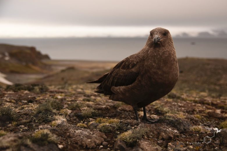 Wydrzyk antarktyczny (Stercorarius Makormickii), fot. Ewa Przepiórka
