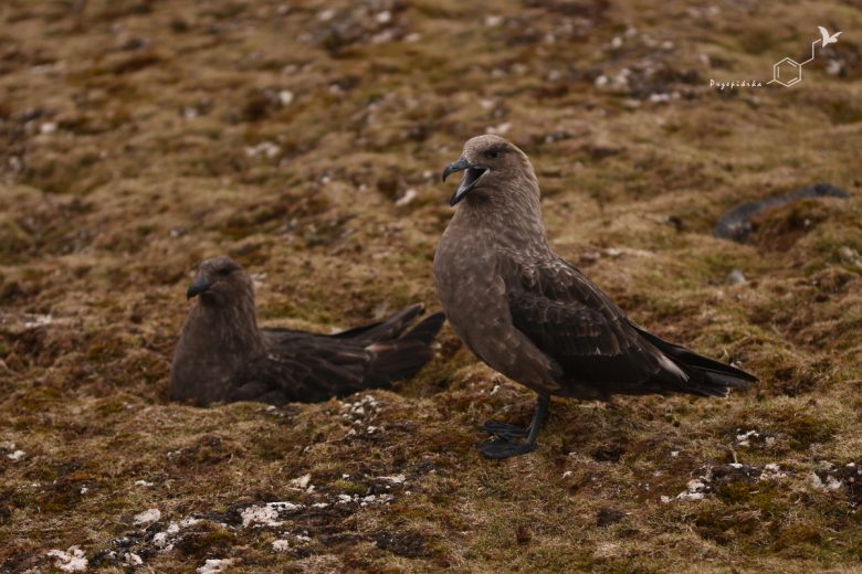 Wydrzyk antarktyczny (Stercorarius Makormickii), fot. Ewa Przepiórka