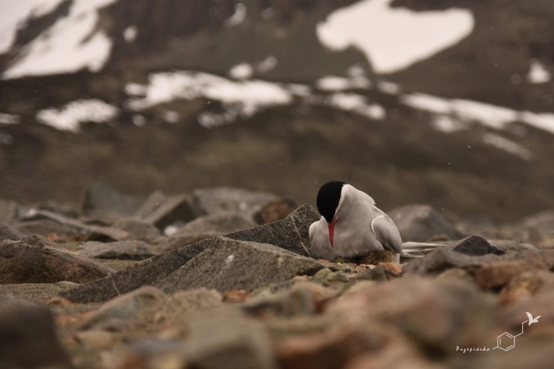 Rybitwa antarktyczna (Sterna Vittata), fot. Ewa Przepiórka
