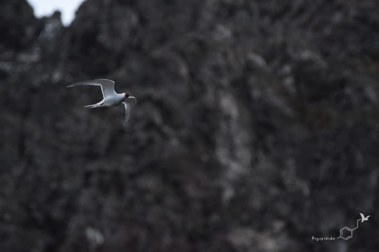 Rybitwa antarktyczna (Sterna Vittata), fot. Ewa Przepiórka
