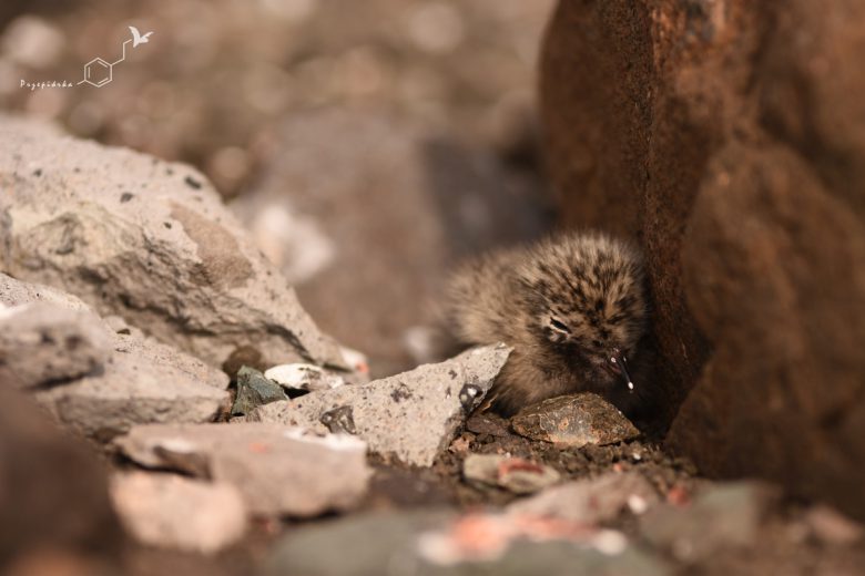 Rybitwa antarktyczna - pisklę (Sterna Vittata), fot. Ewa Przepiórka