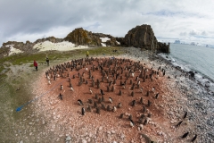 Liczenie piskląt pingwinów Adeli | Counting of Adélie penguin’s chicks