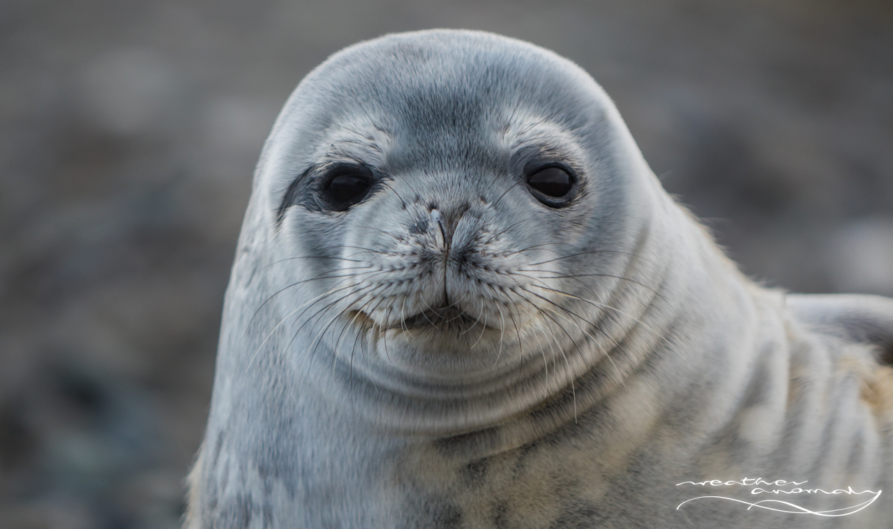 Foka Weddella | Weddell Seal