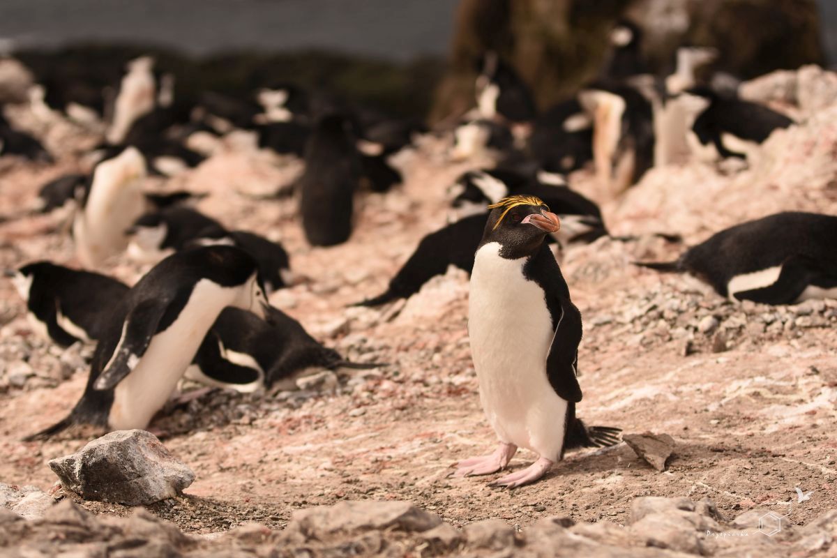 Pingwin maskowy i pingwin złotoczuby | Chinstrap penguin and macaroni penguin