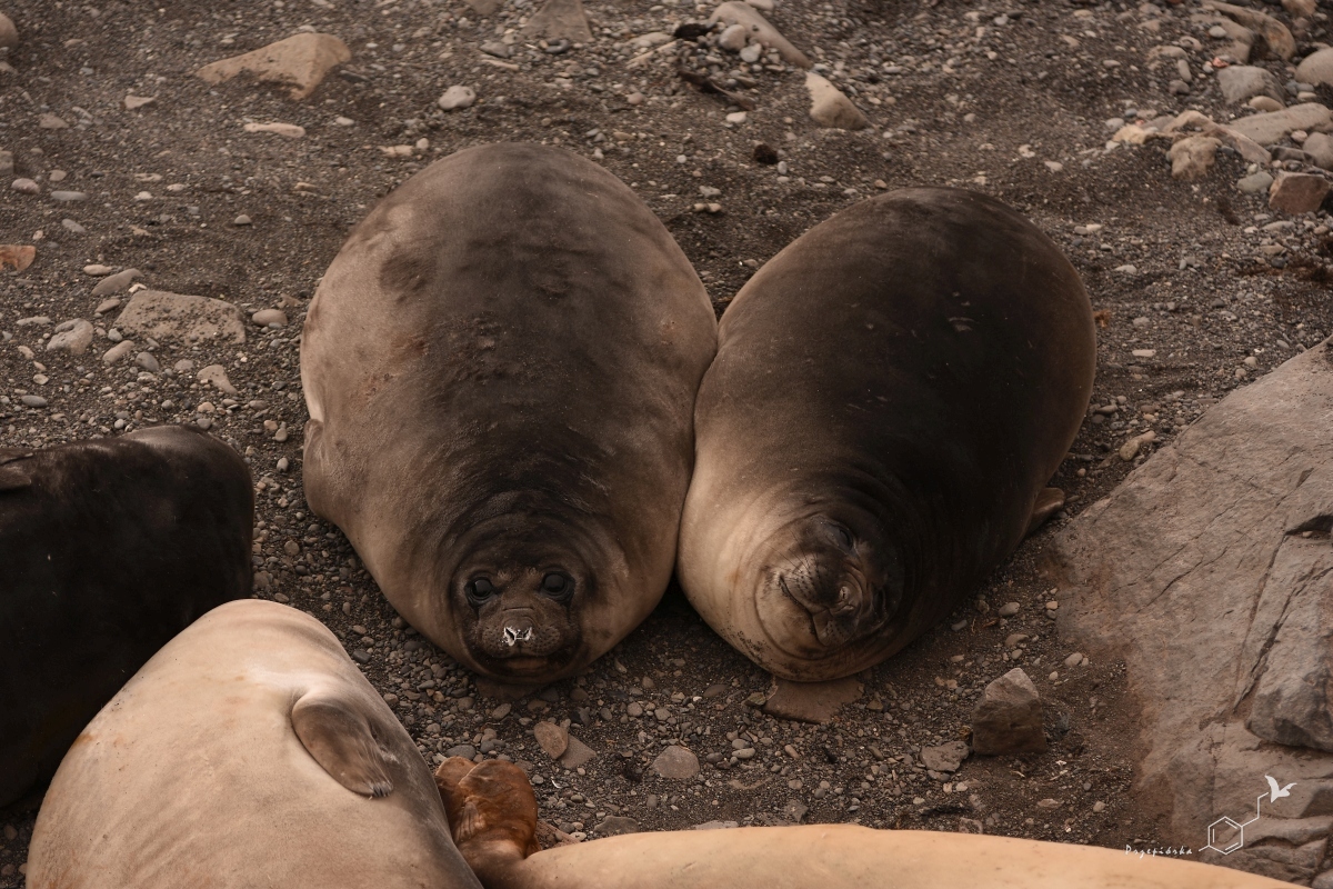 Młode słonie morskie | Elephant seal