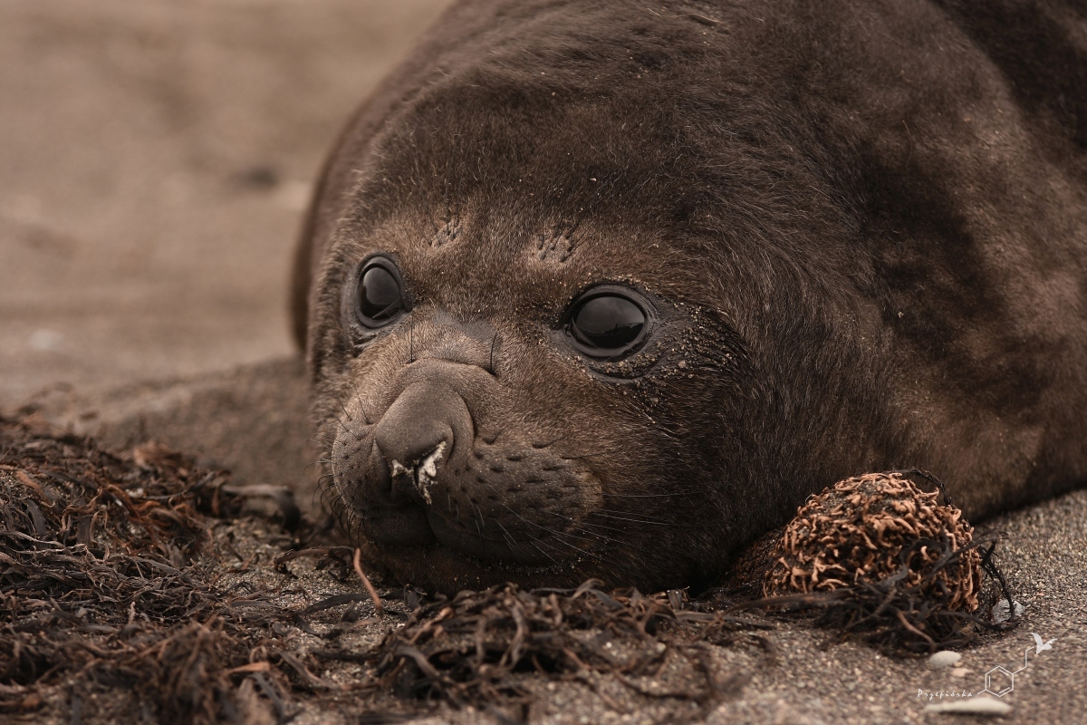 Młody słoń morski | Elephant seal