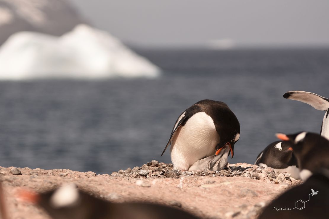 Pingwiny białobrewe | Gentoo penguin