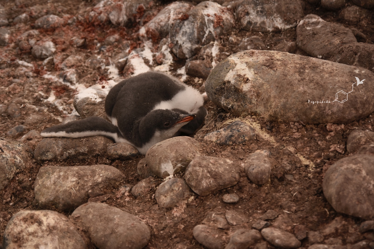 Pingwiny białobrewe - pisklę | Gentoo penguin