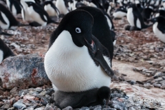 Pingwin Adeli | Adelie Penguin