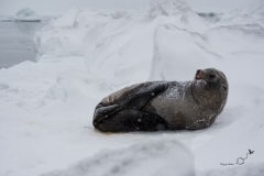 Uchatka antarktyczna | Antarctic fur seal