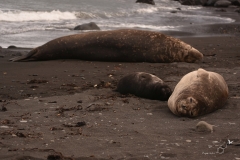 Słonie morskie | Elephant seal