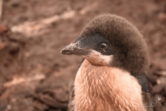 Pingwin Adeli - przepierzające się pisklę | Adélie penguin