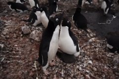 Pingwiny Adeli | Adélie penguin