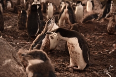 Pingwiny maskowe | Chinstrap penguin