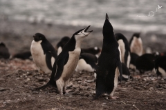 Powitanie pingwinów maskowych | Chinstrap penguin