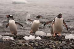 Pingwiny białobrewe | Gentoo penguin
